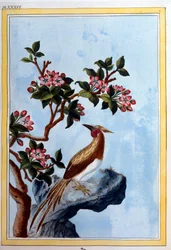Chinesische Kunst: Blumen und Vögel. 18. Jahrhundert Dijon, Gravur, Stadtbibliothek