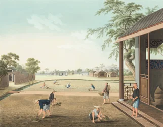 Teeproduktion, ca. 1820