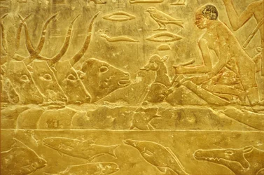 Altes Ägypten, Wandrelief, Mastaba/Grab von Idout, Saqqara, 6. Dynastie, Vieh durchquert einen Fluss, Mann hilft einem Kalb über den Fluss, Mutter schaut zu