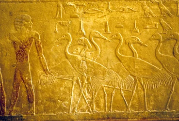 Altes Ägypten, Wandrelief, Mastaba/Grab von Ti, Saqqara, 5. Dynastie, Ein Bauer führt zahme Kraniche