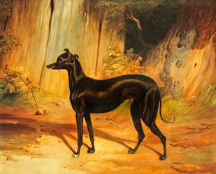 Italienischer Windhund