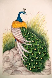Miniaturmalerei auf Seide: Pfau