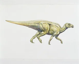 Hadrosaurier oder Entenschnabeldinosaurier (Farblithografie)