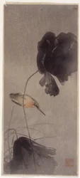 Eisvogel
