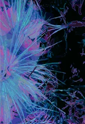 Artischocke_abst_vert1