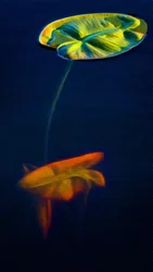 T_Lily3