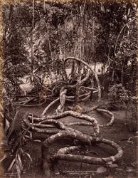 Eine Kletterpflanze in den Peradeniya-Gärten, Ceylon