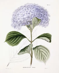 Hortensie Ottaksa, ca. 1835-70