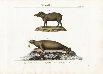 Tapir und Arktischer Walross