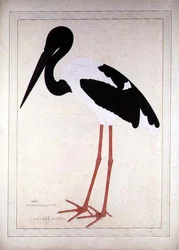 Schwarzhalstorch, Xenorhynchus Asiaticus, gemalt für Lady Impey in Kalkutta