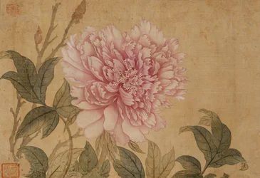 Pfingstrose, Blatt aus einem Album mit Blumenbildern