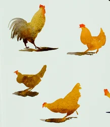 Hahn und drei Hennen, 2013