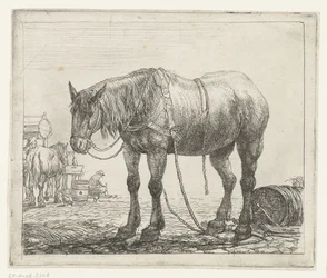 Ruhendes Arbeitspferd (Verschiedene Tiere)
