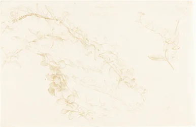 Geißblatt
