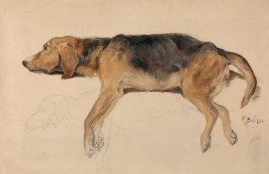 Studie eines liegenden Hundes