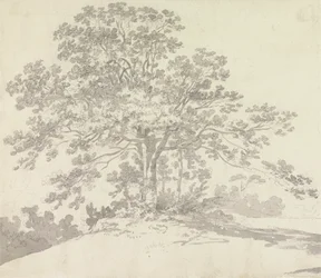 Baum