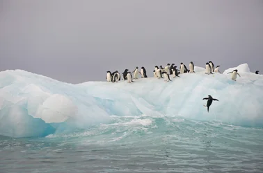 Adeliepinguine, Pygoscelis adeliae, auf einem Eisberg, 2022 (Foto)