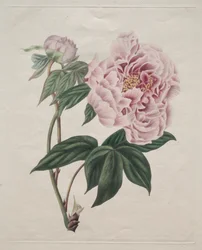 Chinesische Baum-Pfingstrose Paeonia suffruticosa, ca. 1820