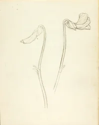 Geschlossene und offene Blume