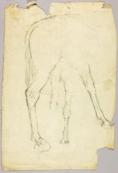 Pferd