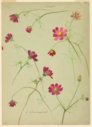 Studien: Kosmos, spätes 19. Jahrhundert