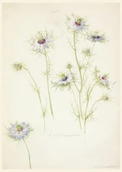 Studien: Jungfer im Grünen, spätes 19. Jahrhundert