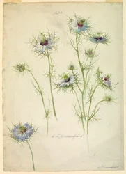 Studien: Jungfer im Grünen, spätes 19. Jahrhundert