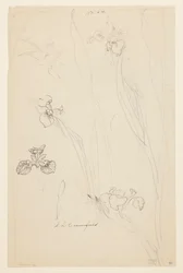 Studien von Schwertlilien