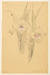 Studie von Amaryllis