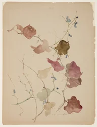 Studie einer Clematis-Rebe mit blauen Beeren