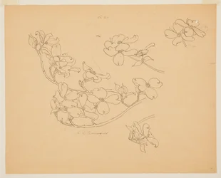 Studie von Hartriegel