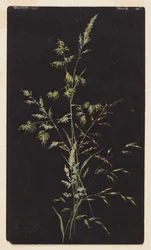 Studie von Gras im Samen