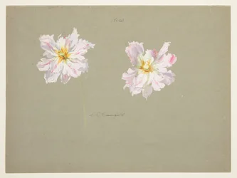Studie von blassrosa Pfingstrosen