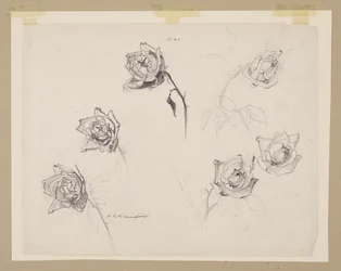 Studie von Rosen