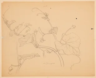 Studie von Kürbisranken