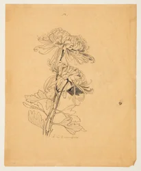 Studie von zwei Chrysanthemen