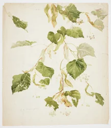 Studie eines Lindenastes