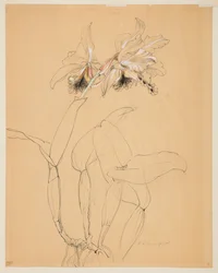 Studie einer Orchidee
