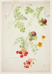 Studie von Frauenhaarfarn, Trompetenblume und Kapuzinerkresse