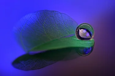 Zartes Blatt Glaskugel