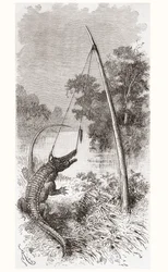Eine Alligatorfalle am Oyapock- oder Oiapoque-Fluss, der die Grenze zwischen Französisch-Guayana und Brasilien bildet