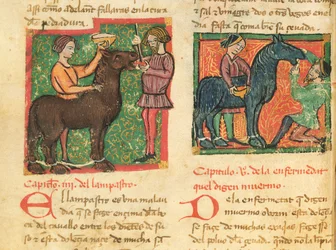 Ms 214 fol.26v Heilung von Glossitis bei einem Pferd, aus Libro de Menescalcia y Albeyteria von Juan Alvarez, ca. 1390
