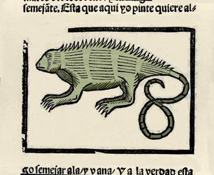 Darstellung einer Echse. Gravur aus dem Buch „Historia general de las Indias, islas y tierra firme del mar oceano“ von Gonzalo Fernandez de Oviedo (1478-1557)