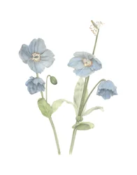 Himalaya-Blauer Mohn