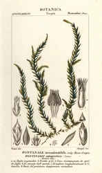 Antifieber-Quellmoos, Fontinalis antipyretica