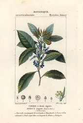 Wacholder, Morella pubescens