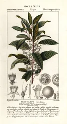 Blaues Aschenholz, Elaeocarpus cyaneus