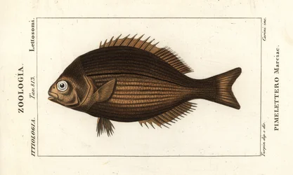 Messing-Chub, Kyphosus vaigiensis