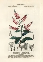 Buschweide, Combretum coccineum