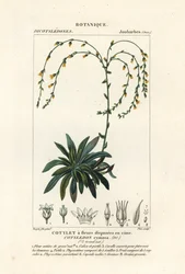 Canyon-Lebensdauer, Dudleya cymosa